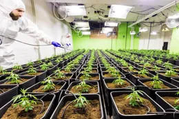 olejki cbd dla zwierząt
