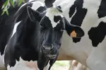 szkło borokrzemowe - producent