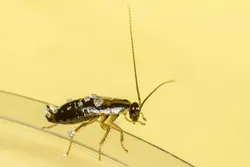 biorezonans na pasożyty u ludzi